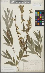 Foto von Salix alba subsp. vitellina (L.) Arcang.